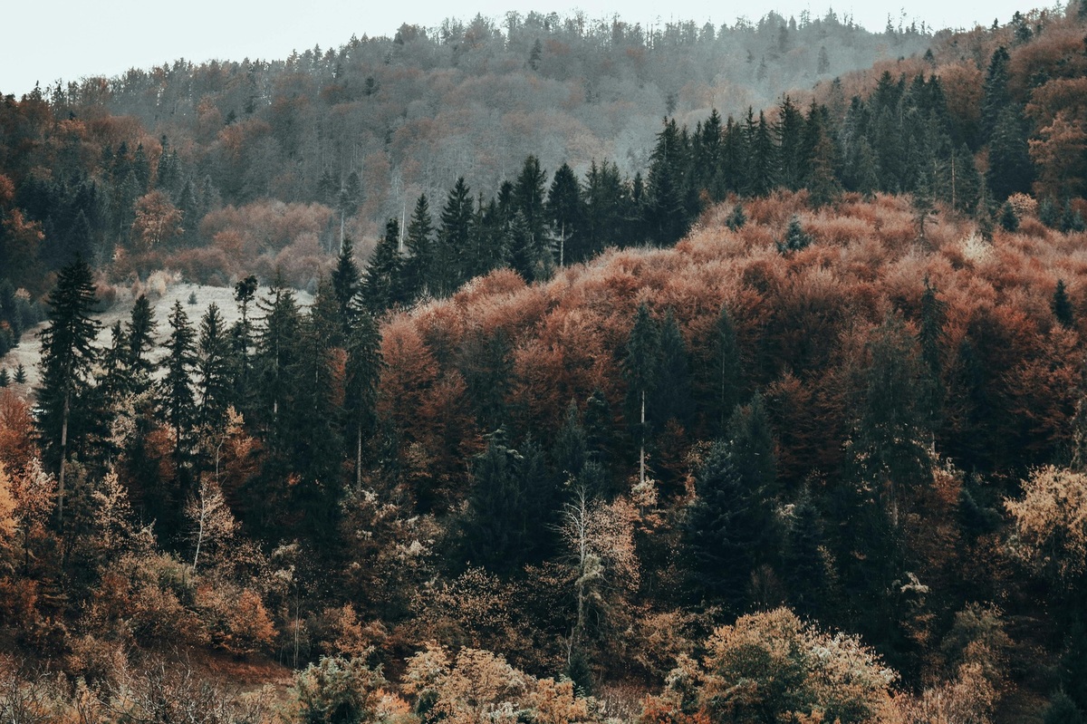 Typy daňových priznaní na Slovensku: prehľad a rozdiely