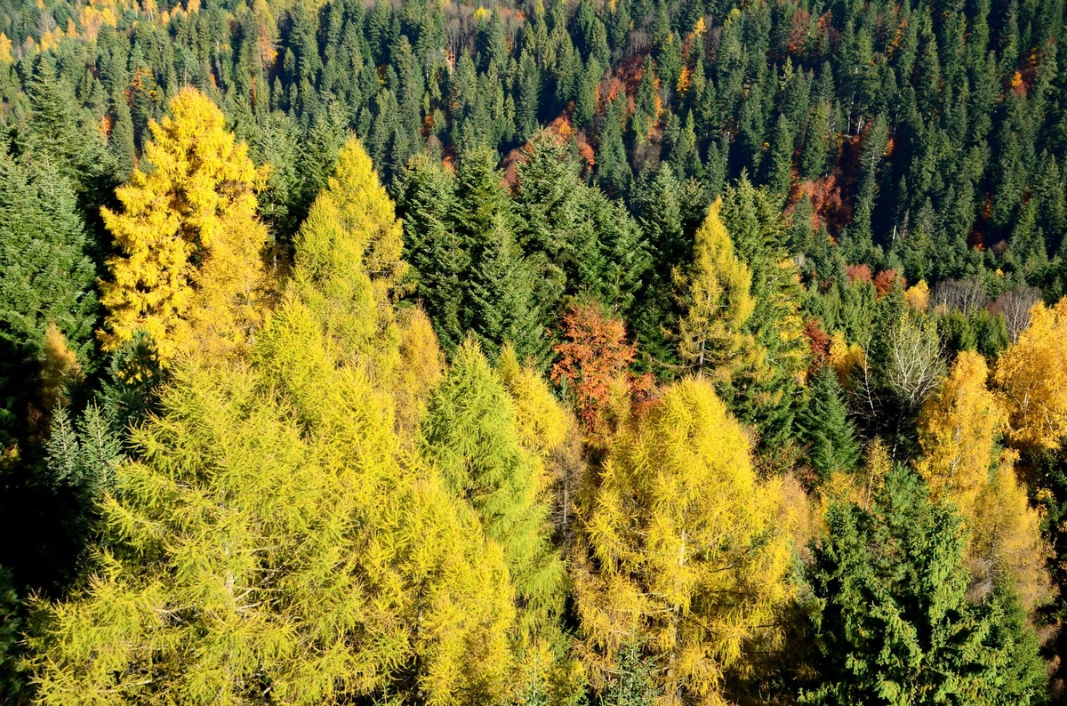 Dobrovoľníctvo a nepeňažné odmeny: hranice a pravidlá bezpečného poskytovania