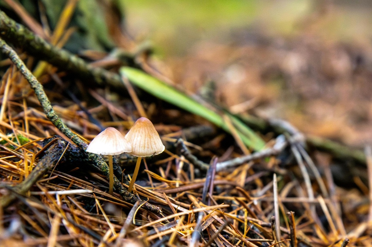 Podmienky získania dotácií pre podniky a samosprávy